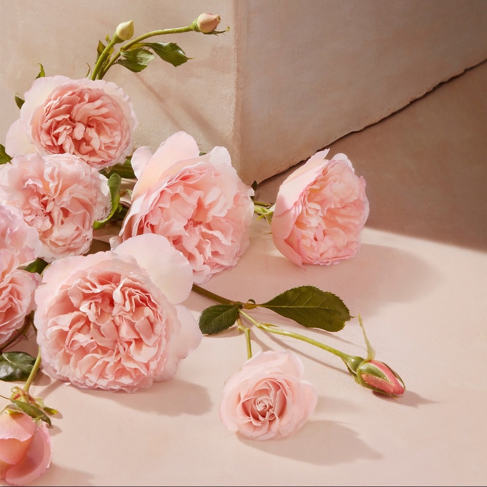 Meet your Posher, Hali